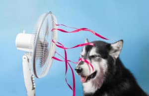 A dog in front of fan | First Defense Insulation